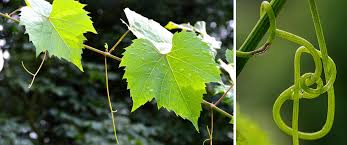 Major pruning occurs in late winter or early spring, and most home gardeners do not prune off enough wood, reports washington state extension, which recommends pruning off about 90 percent of last. Tendrils Wein Plus Wine Lexicon