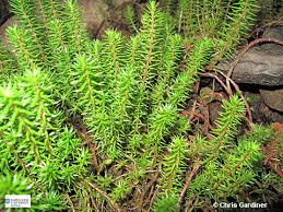 Image result for Rotala mexicana