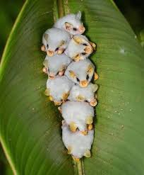 Honduran White Bats Roosting In A Leaf Tent Animals Wild Animals Animals Beautiful