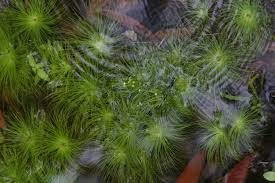 Image result for Eriocaulon setaceum
