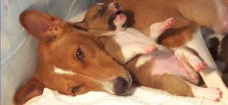 Maybe you would like to learn more about one of these? Basenji