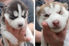Florida husky puppies, ocala, florida. More Husky Puppies Up For Adoption At Okanagan Spca Keremeos Review