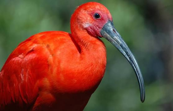 Rainbow nature: wildlife in ravishing red | Natural History Museum