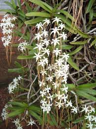 Image result for Rangaeris