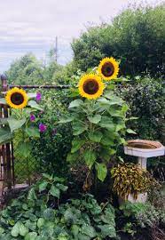 Pin By Fernanda Giorni On Flowers Sunflower Plants Flowers