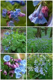 Perennials native to pennsylvania have adapted to the climate and perform well in cultivation, displaying their showy flowers and rich foliage in gardens year after year. 50 Natives Maryland Mertensia Virginica Virginia Bluebells Pith Vigor Cultivating Gard Virginia Bluebells Native Plant Gardening Flower Garden Plans
