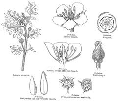 Image result for Zygophyllaceae