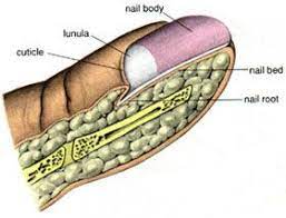 Human Hair And Fingernails Goosebumps Integumentary System Nail Diseases And Disorders Human Body Systems
