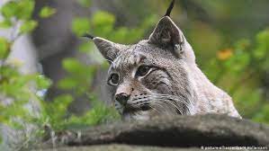 Best online broker handelsblatt 2013 & 2015. Bringing Back The Lynx In Britain Environment All Topics From Climate Change To Conservation Dw 13 09 2016