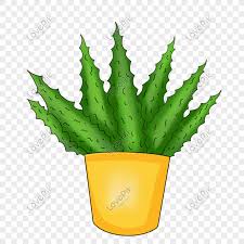 Es lidah buaya, an indonesian aloe vera iced drink. Cartoon Pot Of Aloe Vera Illustration Png Image Picture Free Download 401532006 Lovepik Com