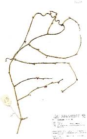 Image result for Cynanchum gerrardii