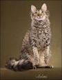 LaPerm Cat Breed Information - Vetstreet
