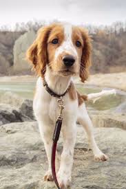 40 Beste Mittelgrosse Hunde Hundefotos Beste Dog Hunde Hundefotos Mittelgrosse In 2020 Dog Breeds List Best Medium Sized Dogs Dog Breeds Medium