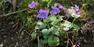 Check spelling or type a new query. Six Spring Flowers To Spot Sussex Wildlife Trust