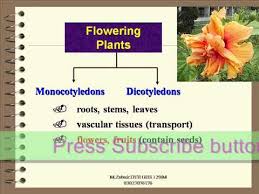 Download high quality flower pictures for your mobile, desktop or website. Classification Of Flowering Non Flowering Plants Floweringplants Nonfloweringplants Youtube