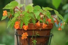 Image result for Begonia sutherlandii