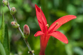 Image result for Anisacanthus