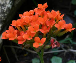 Image result for Kalanchoe latisepala
