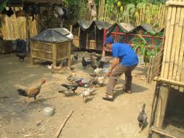 Maybe you would like to learn more about one of these? Bisnis Cukup Di Rumah Dengan Ternak Ayam Kampung Hasil Menguntungkan Santobobi