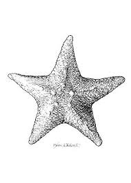 Designing and printing your own labels is simple to do with just a few clicks of your computer mouse. Amazon Com Black And White Nautical Starfish Drawing Print By Karen Whitworth Handmade Products