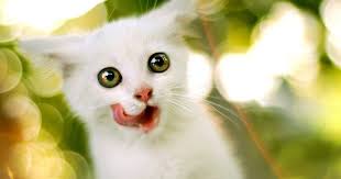 Hayvan Hayvan Resimleri Butun Hayvan Resimleri Hayvan Fotograflari Hayvan Fotograflari Indir Hayvan 2020 Cute Kittens Kediler Ve Yavrulari Hayvan Duvar Kagidi