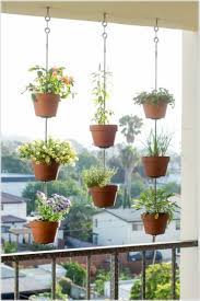 These ginger family plants can be grown for ornamental and culinary purposes, both in pots and gardens. Tyuka Info Small Balcony Garden Hanging Plants Garden Decor Projects