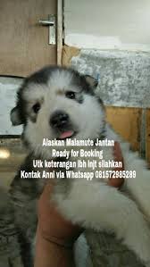 Dreamcastlekennelshai subscriber setia dunia anjing kitachannel ini. Pin Oleh Anni Effendi Di Jual Alaskan Malamute Thailand