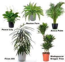 House Plants Indoor Names