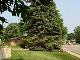 Trees are generated structures of wood and leaf blocks. Sickly Spruces News