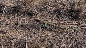 @skagrobryan's video Tweet