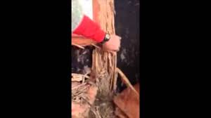 They are generally pale, but some have darkened heads (soldiers). Termite Control Services Bug Pro