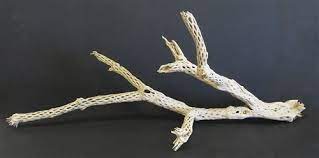 They are fascinating, no two ever the same. Cholla Wood Sandblasted Cholla Branch 18 24