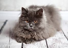 Hangi Burc Hangi Cins Kedi Sahiplenmeli Moyra