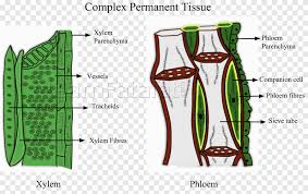 The plant cell is the functional unit of life. Tissue Phloem Xylem Plant Pletivo Plant Biology Cell Png Pngegg