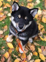 My Puppy Around This Time Last Year I Wish They Could Stay Small Forever R Aww