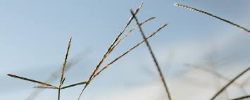 Many bermudagrass cultivars are capable of producing high yields in a short time period. Consider These Things Before Sprigging Bermudagrass This Spring