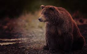 1080 x 1920 jpeg 260 кб. Wild Bear Wallpapers Top Free Wild Bear Backgrounds Wallpaperaccess