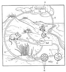 Important processes in the nitrogen cycle include fixation, ammonification, nitrification, and denitrification. Https Www Mustangps Org Downloads Biochemical Cycles Pdf