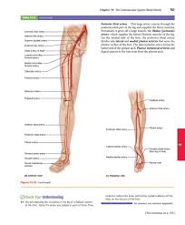 This diagram of the society of cardiovascular computed tomography is used to indicate. My Publications Elaine N Marieb Katja N Hoehn Human Anatomy Physiology 2015 Pearson Page 772 773 Created With Publitas Com
