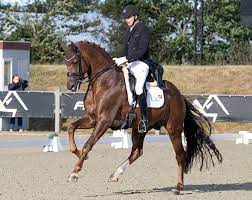 192,9 k subscribers 263 posts. D Avie Double Young Horse World Champion Sold To Lisa Muller