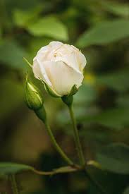 Roses grow in (almost) every color of the rainbow. 33 2019 4 Iceberg White Rose Color Print Photograph By M K Miller