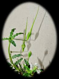 Image result for Monsonia angustifolia