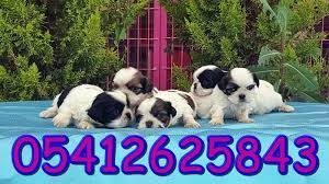 Bursada Kopek Ciftligi Shih Tzu Kopek