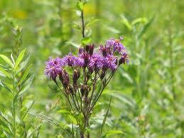 Image result for Vernonia hochstetteri
