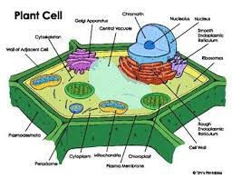 Plant Cell Diagram Cell Diagram Plant Cell Diagram Plant Cell