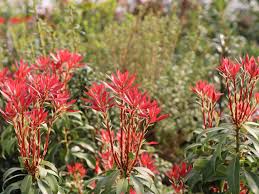 Pieris thrive in a partial shade location but can tolerate full sun if protected from the hot afternoon summer sun, or if your region is in zones 5 or 6. Schattenglockchen Mountain Fire Pieris Japonica Mountain Fire Baumschule Horstmann