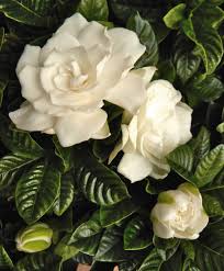 Transfer the gardenia to a container that can be moved indoors when the weather is not conducive to a healthy gardenia plant. Gardenia Care Repotting And Watering Your Gardenias