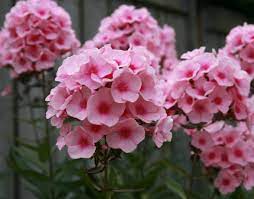 Gratis untuk komersial tidak perlu kredit bebas hak cipta. Daftar Nama Bunga Lengkap Beserta Gambar Dan Penjelasannya Bibitbunga Com