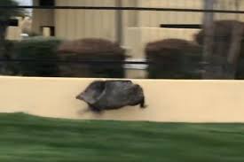 Meet the adorable javelina, or peccary, a wild pig of the desert! Wild Javelina Caught Speeding Down Arizona Street