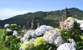 Nama ilmiah adalah pemberian nama pada makhluk hidup baik flora maupun fauna, untuk mempermudah penyebutannya sesuai dengan tingkat klasifikasinya. Macam Macam Bunga Cantik Yang Ada Di Dieng Ayo Ke Dieng